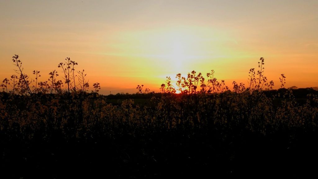image of grasses silhouetted against the setting sun