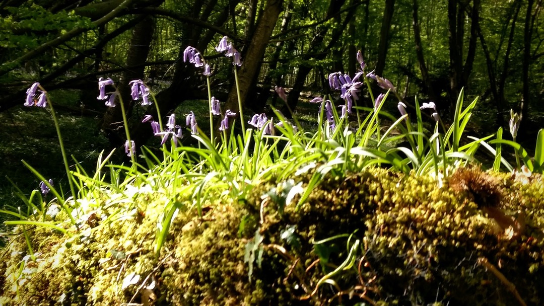 bluebells basking in spring sunshine